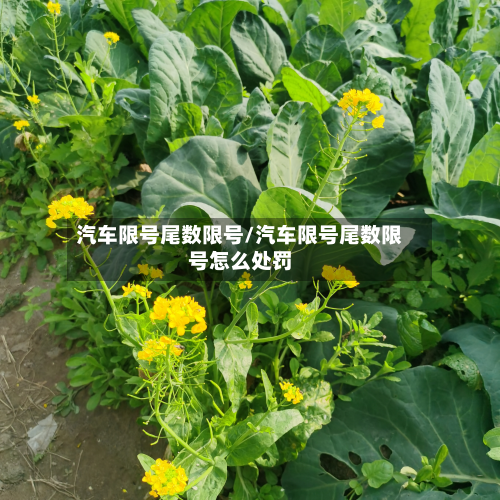 汽车限号尾数限号/汽车限号尾数限号怎么处罚