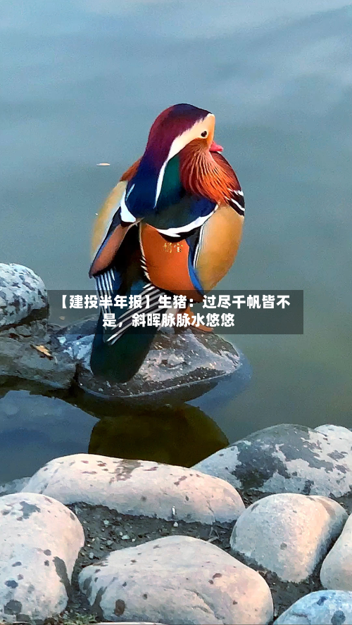 【建投半年报】生猪：过尽千帆皆不是	，斜晖脉脉水悠悠-第2张图片