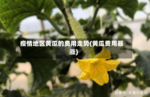 疫情地区黄瓜的费用走势(黄瓜费用暴涨)