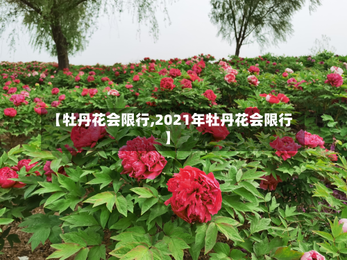 【牡丹花会限行,2021年牡丹花会限行】-第2张图片