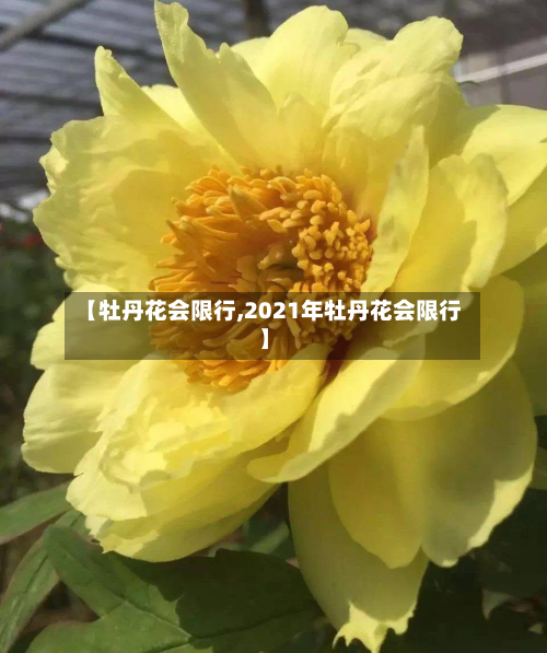 【牡丹花会限行,2021年牡丹花会限行】-第3张图片