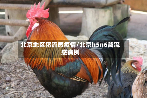北京地区猪流感疫情/北京h5n6禽流感病例