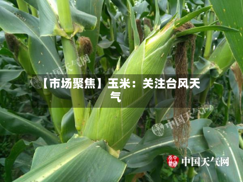 【市场聚焦】玉米：关注台风天气-第1张图片