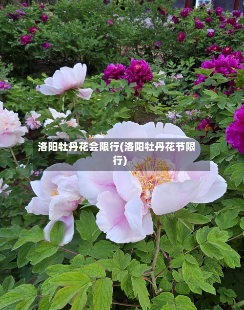 洛阳牡丹花会限行(洛阳牡丹花节限行)