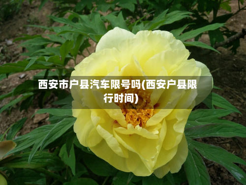 西安市户县汽车限号吗(西安户县限行时间)