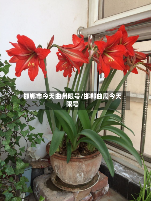 邯郸市今天曲州限号/邯郸曲周今天限号