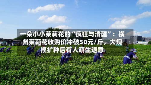 一朵小小茉莉花的“疯狂与清醒”：横州茉莉花收购价冲破50元/斤，大规模扩种后有人萌生退意