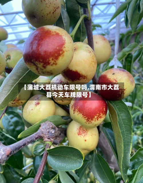 【蒲城大荔机动车限号吗,渭南市大荔县今天车牌限号】