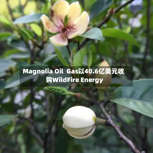 Magnolia Oil  Gas以40.6亿美元收购WildFire Energy