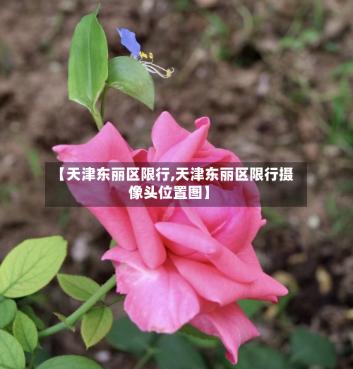 【天津东丽区限行,天津东丽区限行摄像头位置图】