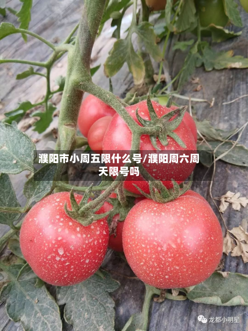 濮阳市小周五限什么号/濮阳周六周天限号吗-第2张图片
