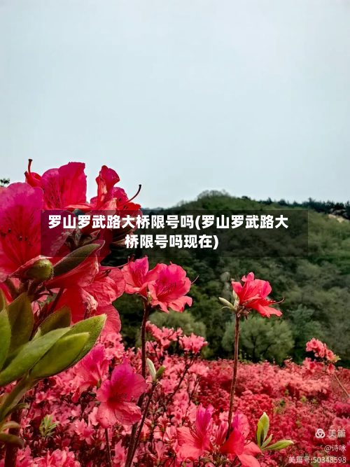 罗山罗武路大桥限号吗(罗山罗武路大桥限号吗现在)