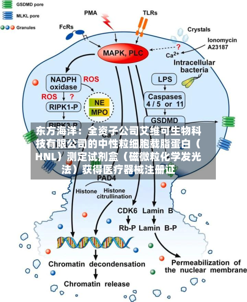 东方海洋：全资子公司艾维可生物科技有限公司的中性粒细胞载脂蛋白（HNL）测定试剂盒（磁微粒化学发光法）获得医疗器械注册证-第3张图片