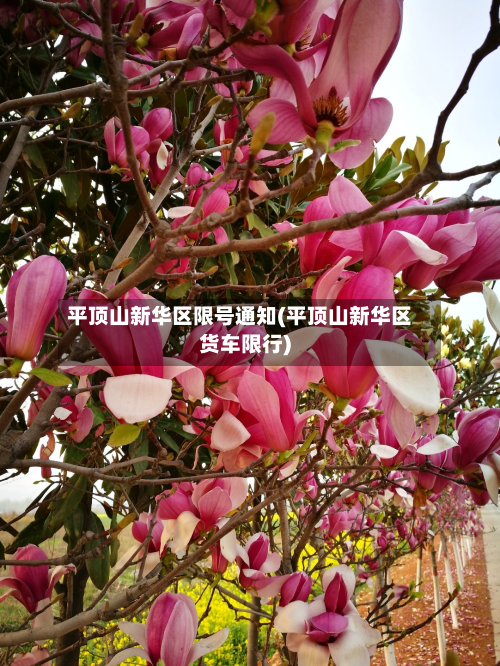 平顶山新华区限号通知(平顶山新华区货车限行)-第2张图片