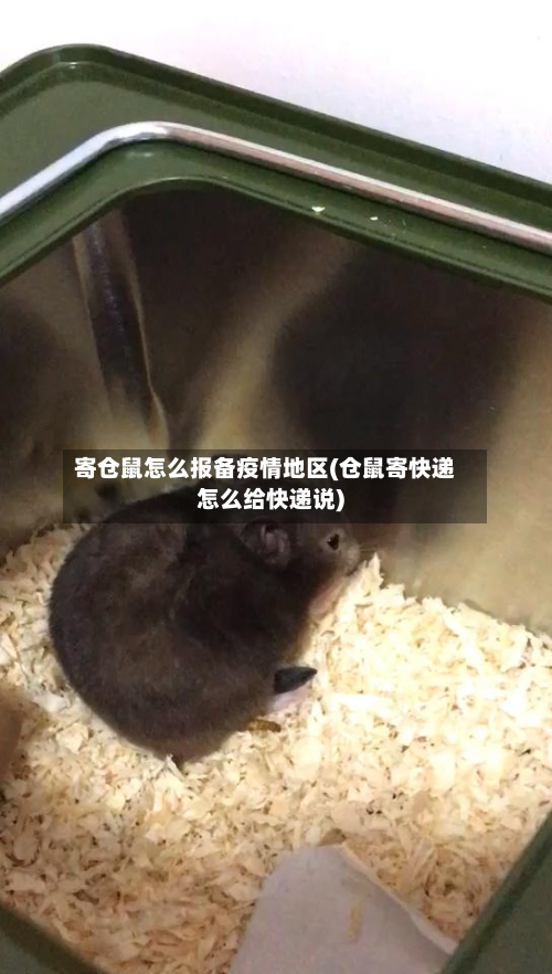 寄仓鼠怎么报备疫情地区(仓鼠寄快递怎么给快递说)