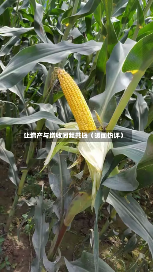 让增产与增收同频共振（暖闻热评）