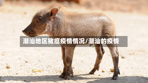 潮汕地区猪瘟疫情情况/潮汕的疫情-第2张图片